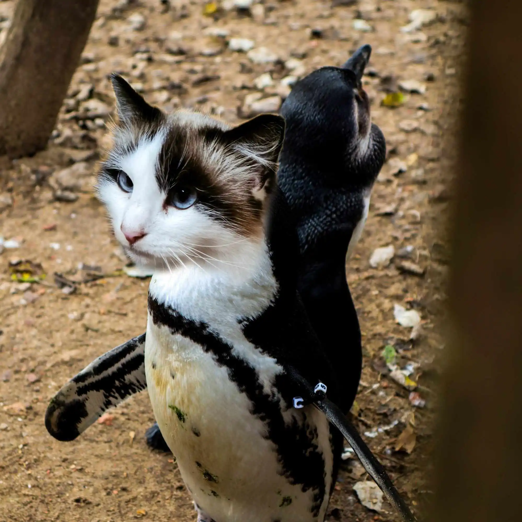 pinguin kat pairi daiza